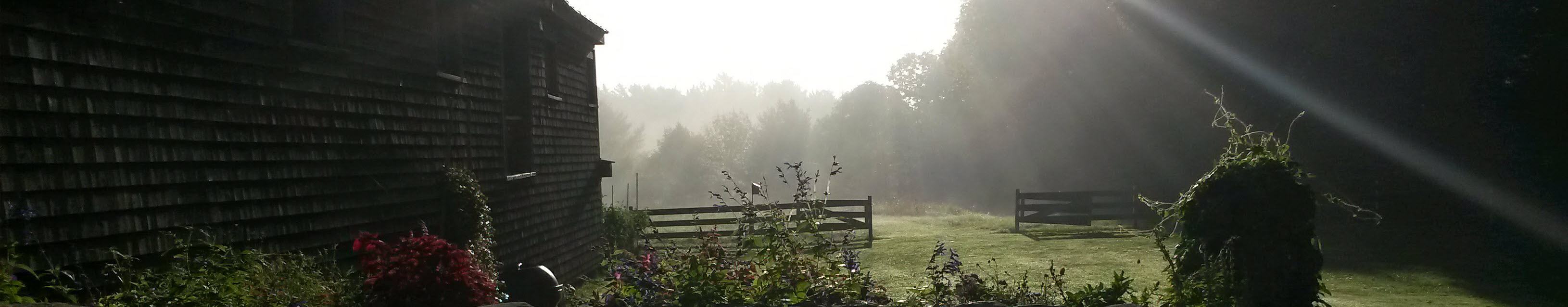 backyard fog